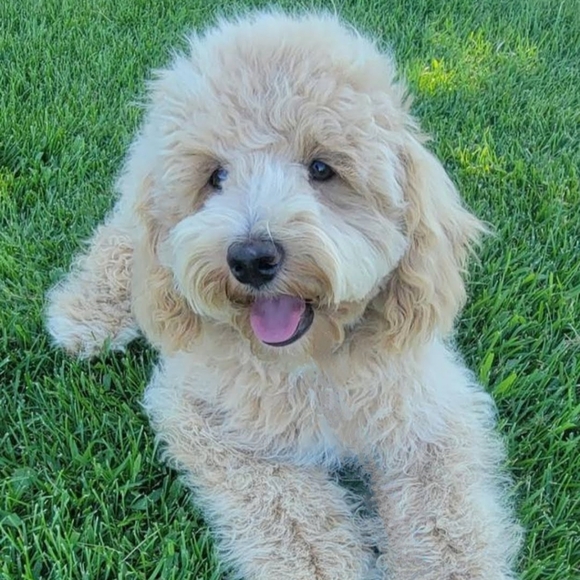 Meet your Posher, Melly - Picture 3 of 3